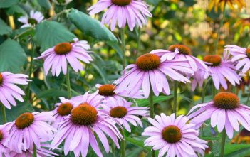 Echinacea angustifolia – Black Sampson Echinacea angustifolia - Narrow-Leaf Echinacea