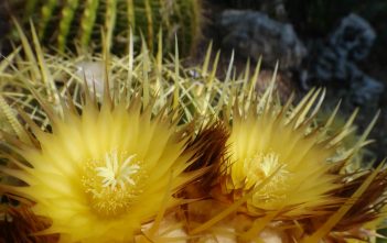 Echinocactus grusonii – Golden Barrel Cactus Echinocactus grusonii - Golden Barrel Cactus
