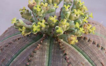 Euphorbia obesa – Baseball Plant Euphorbia obesa - Sea Urchin