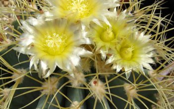 Ferocactus glaucescens – Blue Barrel Cactus Ferocactus glaucescens - Blue Barrel Cactus