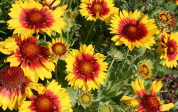 Gaillardia aristata – Common Blanket Flower Gaillardia aristata - Common Blanket Flower