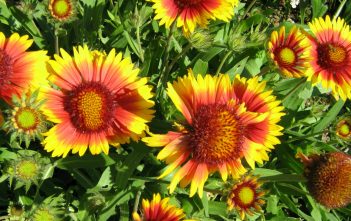 Gaillardia pulchella – Fire Wheel Gaillardia pulchella - Fire Wheel