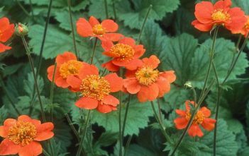 Geum quellyon – Scarlet Avens Geum quellyon - Scarlet Avens