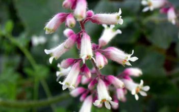 Heuchera elegans – Urn Flowered Alumroot Heuchera elegans - Urn-Flowered Alumroot