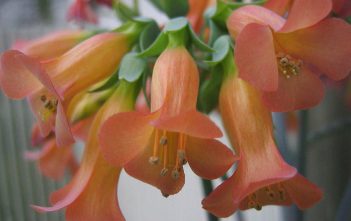 Kalanchoe delagoensis – Chandelier Plant Kalanchoe delagoensis - Chandelier Plant