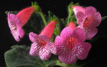 Kohleria amabilis – Tree Gloxinia Kohleria amabilis - Tree Gloxinia