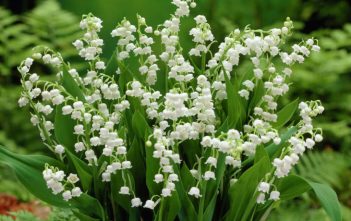 Legends and Facts about the Lily of the Valley Lily of the Valley