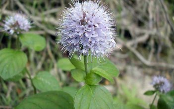 Mentha aquatica – Water Mint Mentha aquatica - Water Mint