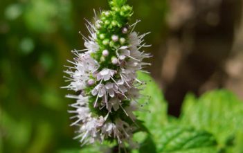 Mentha spicata – Spearmint Mentha spicata - Spearmint