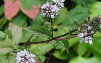 Mentha × piperita – Peppermint Mentha × piperita - Peppermint