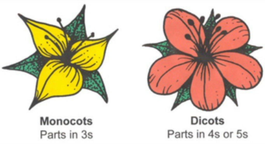 Monocotyledonous and dicotyledonous plants