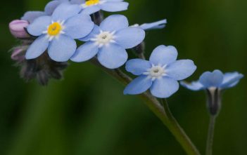 Myosotis sylvatica – Wood Forget-Me-Not Myosotis sylvatica - Wood Forget-Me-Not