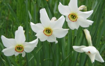 Narcissus poeticus – Poet’s Narcissus Narcissus poeticus - Poet's Narcissus