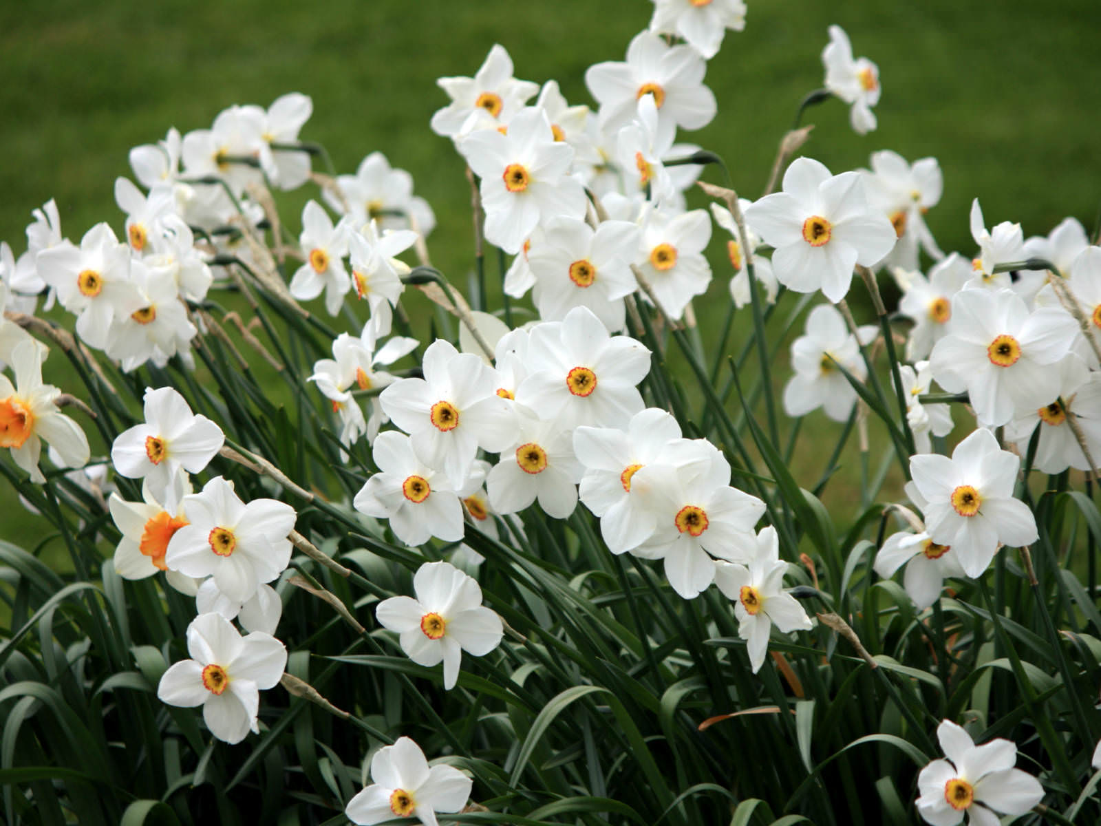 Narcissus poeticus  Poet39;s Narcissus  World of Flowering Plants