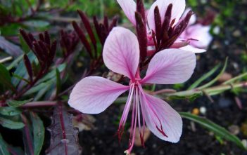 Oenothera lindheimeri – Lindheimer’s Beeblossom Oenothera lindheimeri - Lindheimer's Beeblossom
