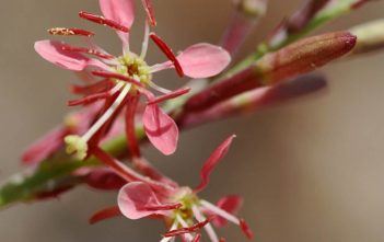 Oenothera suffrutescens – Scarlet Gaura Oenothera suffrutescens - Scarlet Gaura