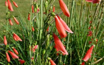 Penstemon barbatus – Beardlip Penstemon Penstemon barbatus - Beard-Lip Penstemon