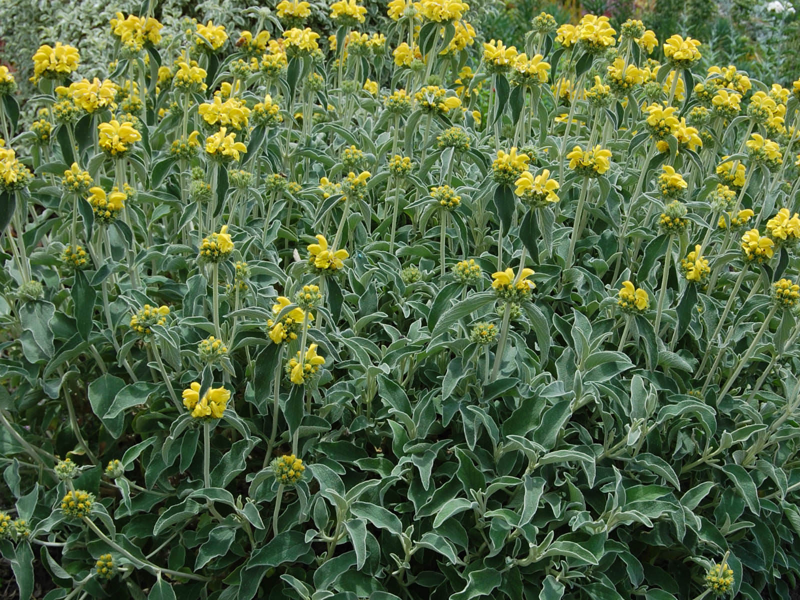 Phlomis fruticosa Jerusalem Sage World of Flowering Plants