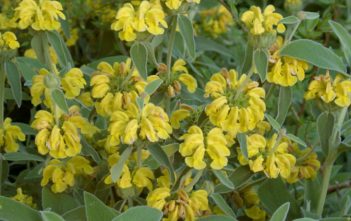 Phlomis fruticosa – Jerusalem Sage Phlomis fruticosa - Jerusalem Sage