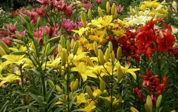 Do All Plants Bloom? Plants Bloom