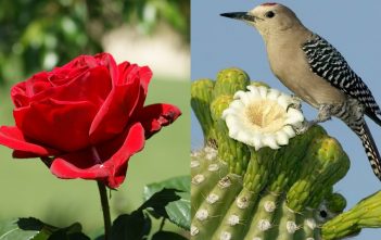 The Story of a Red Rose and a Cactus Red Rose and Cactus