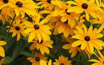 Rudbeckia hirta – Black Eyed Susan Rudbeckia hirta - Black Eyed Susan