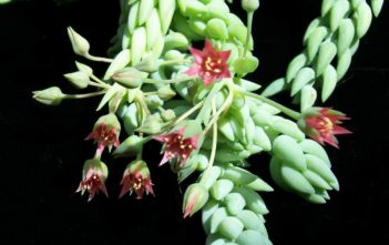 Sedum morganianum – Donkey’s Tail Sedum morganianum - Donkey's Tail