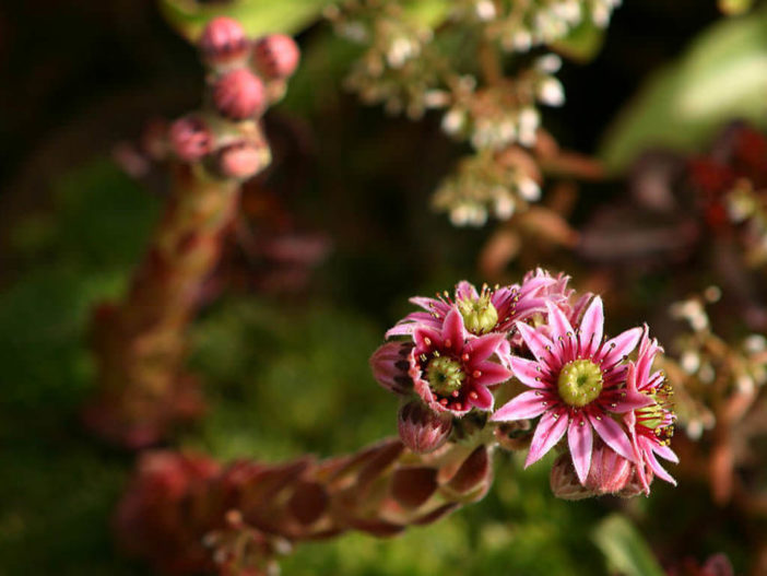 Sempervivum Tectorum Common Houseleek World Of Flowering Plants