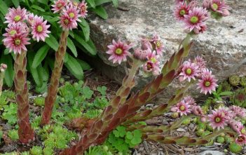 Sempervivum tectorum – Common Houseleek Sempervivum tectorum - Common Houseleek