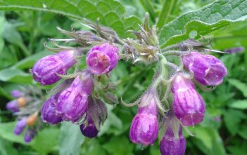 Symphytum officinale – Common Comfrey Symphytum officinale - Common Comfrey