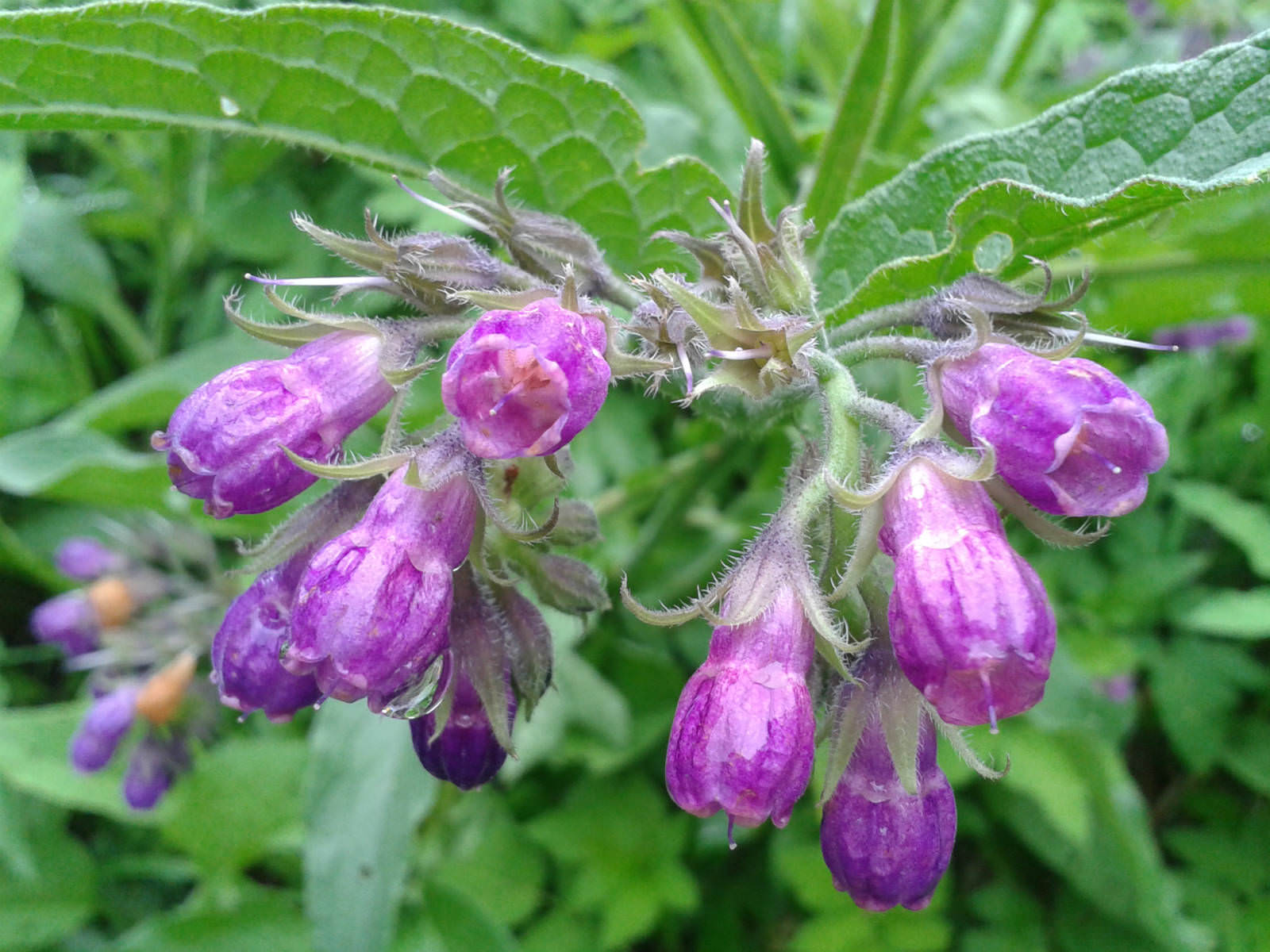 Symphytum officinale Common Comfrey World of Flowering