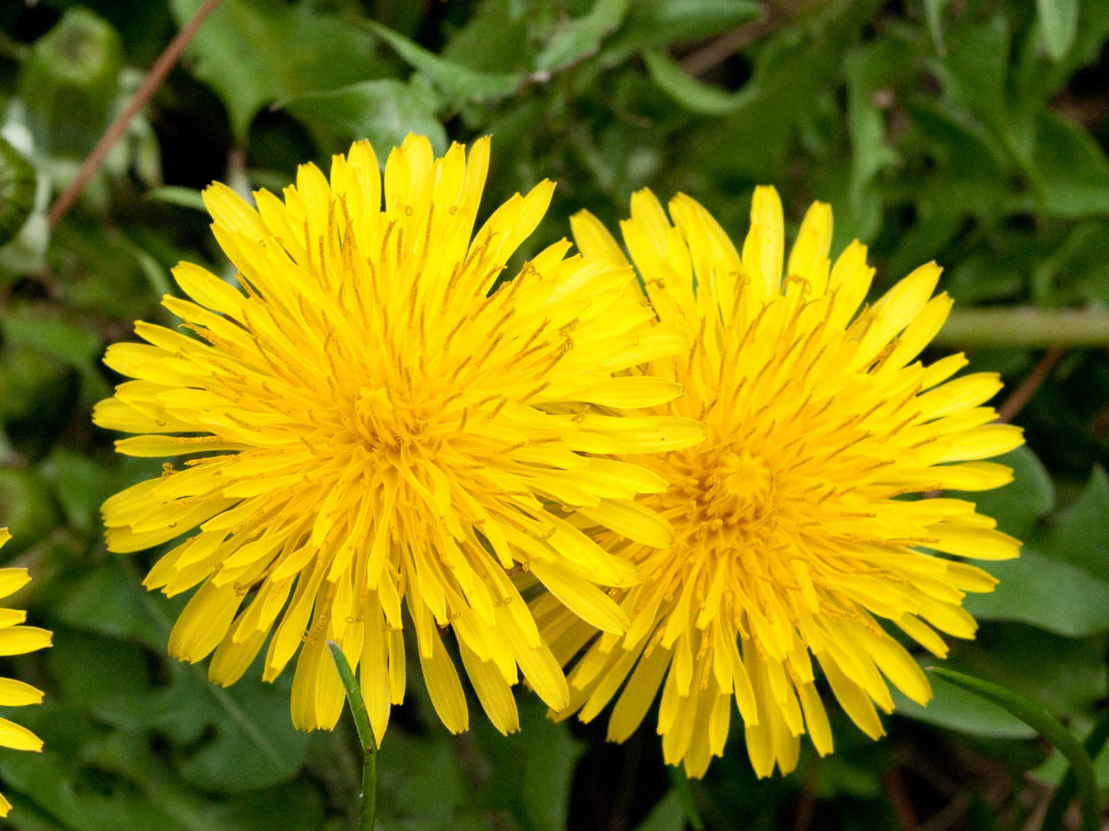 Where Is Dandelion Found In India