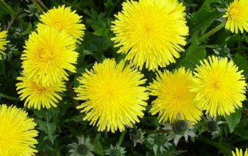 Taraxacum officinale – Common Dandelion Taraxacum officinale - Common Dandelion