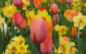 History of Tulips and Daffodils Tulips and Daffodils