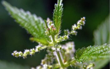 Urtica dioica – Common Nettle Urtica dioica - Nettle