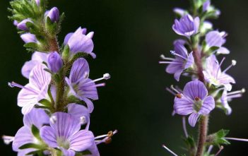 Veronica officinalis – Heath Speedwell Veronica officinalis - Heath Speedwell