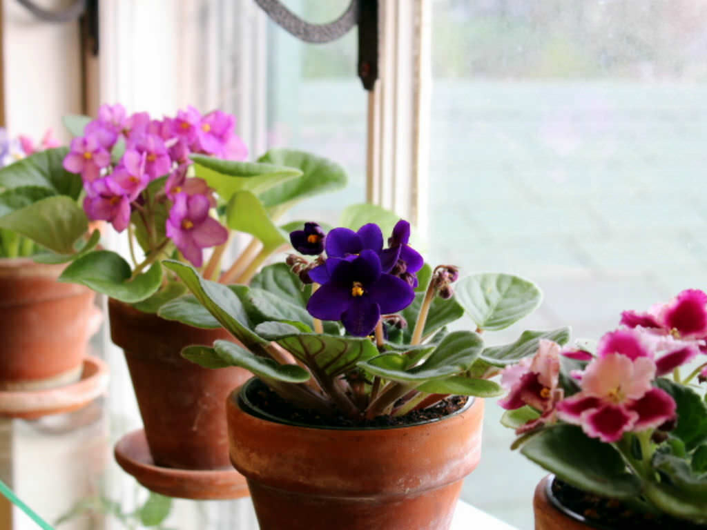 How To Grow And Care For African Violets World Of Flowering Plants 