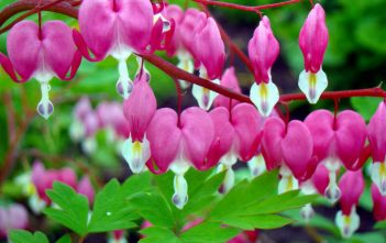How to Grow and Care for a Bleeding Heart (Lamprocapnos spectabilis) Bleeding Heart