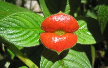 How to Grow and Care for Hot Lips Plant Hot Lips Plant