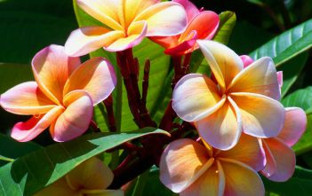 How to Grow and Care for Plumeria Plumeria