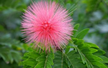 How to Grow and Care for Powder Puff Plants Powder Puff Plant