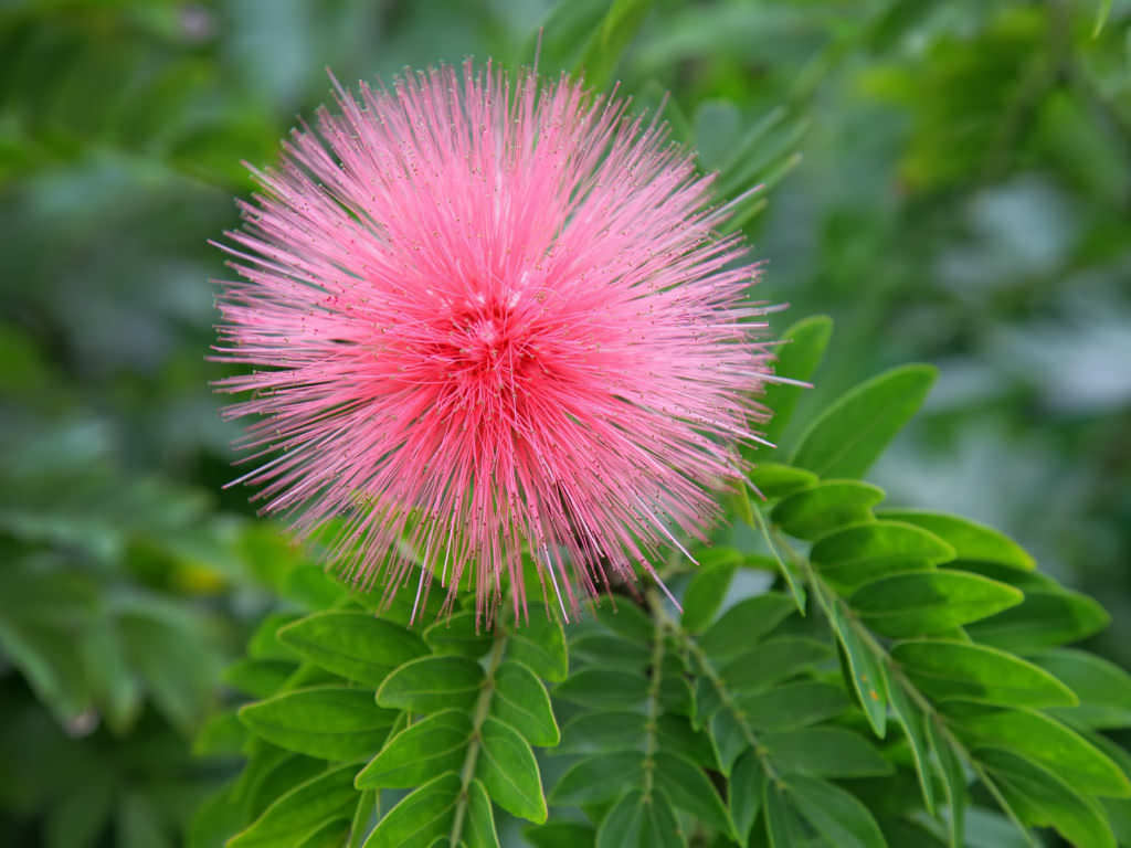 How to Grow and Care for Powder Puff Plants | World of Flowering Plants