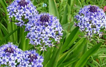 How to Grow and Care for Scilla Scilla peruviana