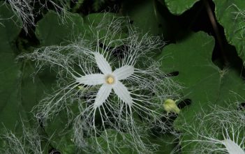 How to Grow and Care for a Snake Gourd Plant (Trichosanthes cucumerina) Snake Gourd - Trichosanthes cucumeroides