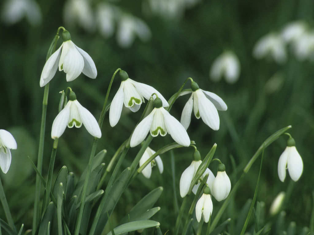 How to Grow and Care for Snowdrops World of Flowering Plants