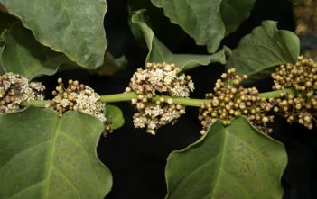 Amborella – The Flower Before All Flowers Amborella trichopoda