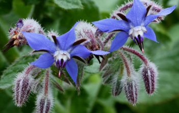 How to Grow and Care for Borage Borage