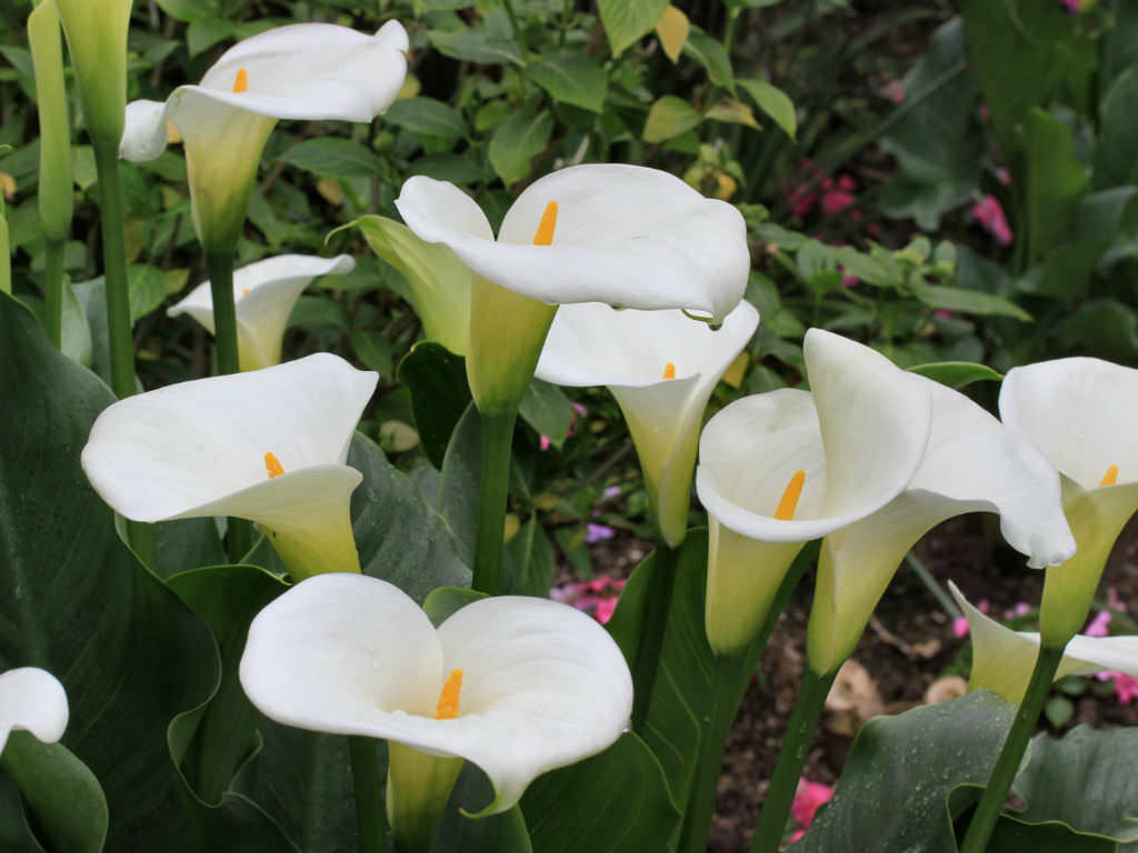 How To Grow And Care For Calla Lilies World Of Flowering Plants