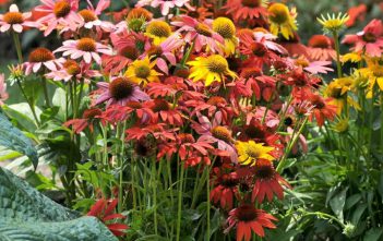 How to Grow and Care for Coneflowers Coneflower