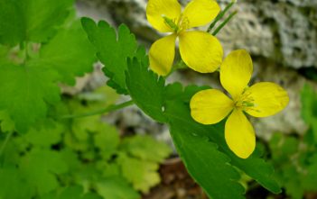 How to Grow and Care for a Greater Celandine (Chelidonium majus) Greater Celandine
